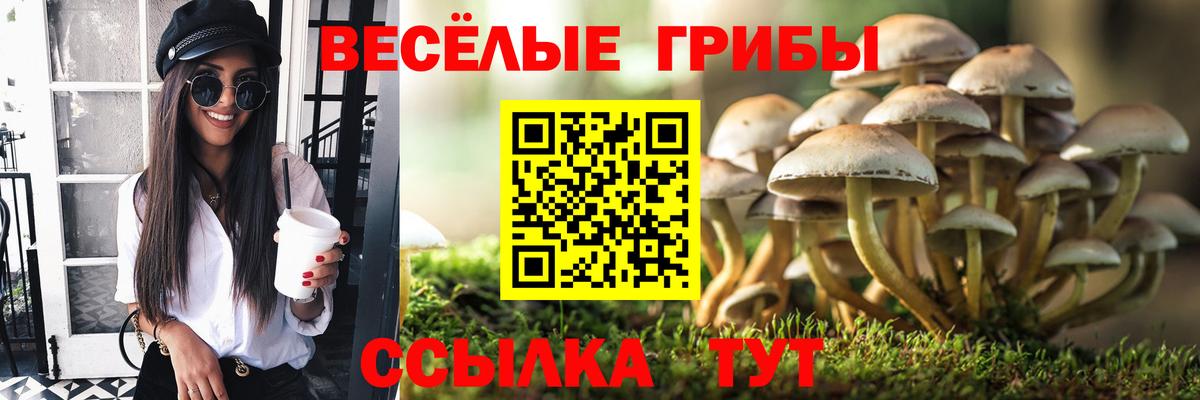 Галлюциногенные грибы Psilocybe  Вход с VPN  Большой Камень 